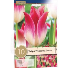 Tulipe triomphe 'Whispering Dream' Tulipe triomphe 'Whispering Dream'