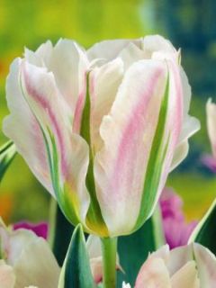 Tulipe Viridiflora China Town Tulipe Viridiflora China Town