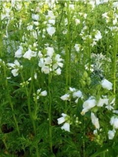 Valériane grecque 'Halfway to Paradise'