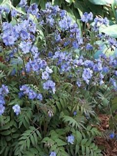 Valériane grecque 'Heaven Scent'®