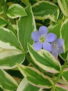 Valériane grecque 'Stairway To Heaven'