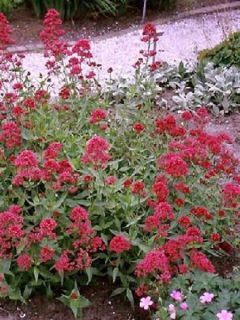 Valériane rouge, Centranthus ruber coccineus