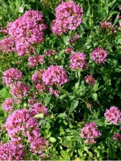 Valériane rose, Centranthus ruber Kempenhof
