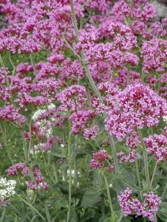 Valériane rose, Centranthus ruber