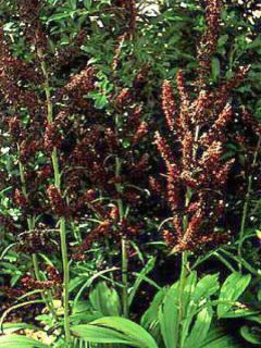 Veratrum nigrum - Vératre noir