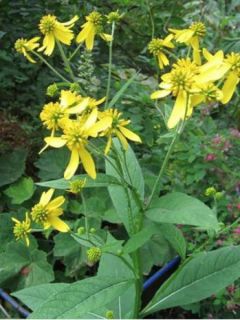 Verbesina alternifolia