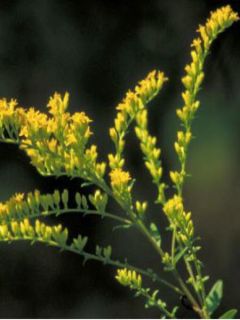 Solidago altissima - Verge d'or
