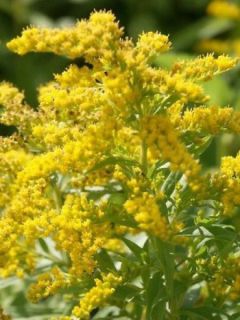 Solidago Strahlenkrone - Verge d'or Strahlenkrone