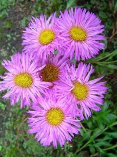 Erigeron Foersters Liebling - Vergerette Foersters Liebling