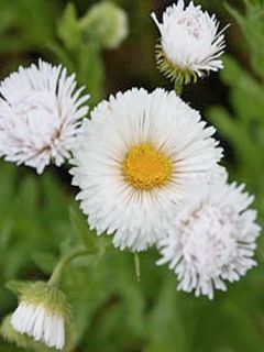 Erigeron Professor Korodi