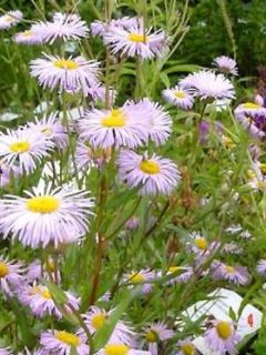 Vergerette 'Quakeress'