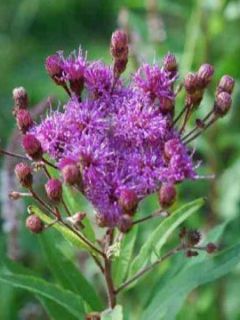 Vernonia crinita Mammuth - Vernone mauve