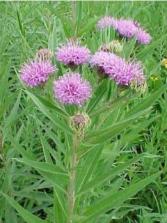 Vernonia noveboracensis