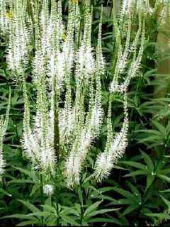 Veronicastrum virginicum 'Album'
