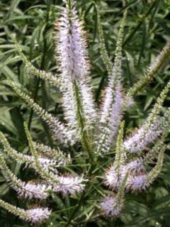 Veronicastrum virginicum 'Lavendelturm'