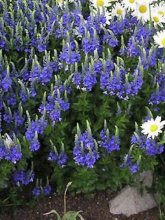 Veronica austriaca Knallblau - Véronique d'Autriche.