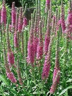 Veronica spicata Barcarolle - Véronique en épi Barcarolle