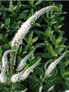 Véronique en épis 'Icicle'