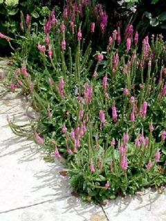 Véronique en épis 'Rotfuchs'