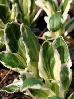 Veronica gentianoides Variegata - Véronique du Caucase panachée