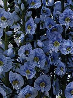 Veronica gentianoides - Véronique du Caucase