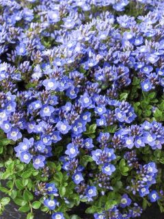 Veronica liwanensis - Véronique