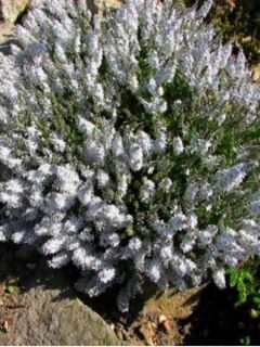 Véronique prostrée - Veronica prostrata Alba