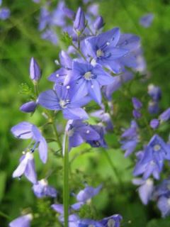 Véronique prostrée