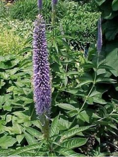 Véronique 'Temptation'