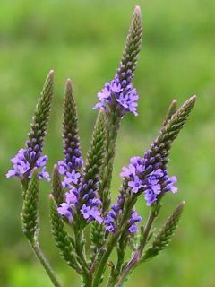 Verveine - Verbena hastata