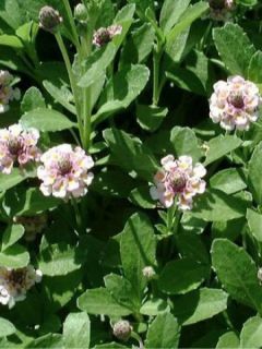 Verveine nodiflore