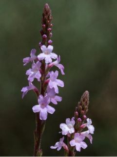 Verveine officinale - Verbena officinalis