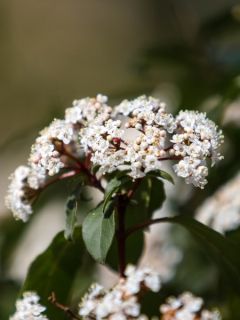 Viorne tin, Laurier tin