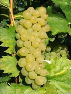 Vigne Ampelia® 'amandin' Vigne Ampelia® 'amandin'