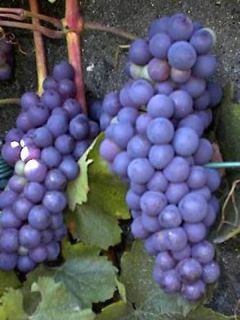 Vigne Boskoop Glory Vigne Boskoop Glory