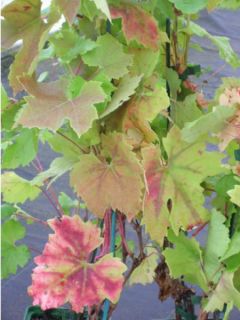 Vigne - Vitis Brant en pot de 2l/3l