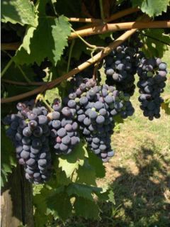 Vigne 'Cardinal' Vigne 'Cardinal'