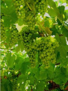 Vigne - Vitis vinifera Centennial Seedless Vigne - Vitis vinifera Centennial Seedless