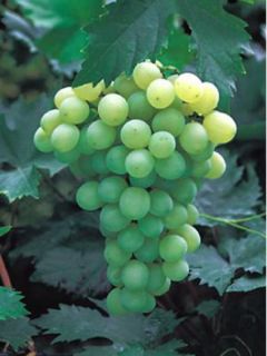 Vigne 'Champion' Vigne 'Champion'