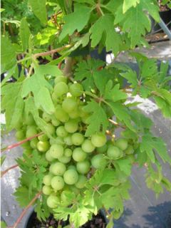 Vigne 'Chasselat Cioutat' Vigne 'Chasselat Cioutat'