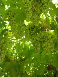 Vigne 'Dattier de Beyrouth' Vigne 'Dattier de Beyrouth'