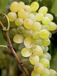 Vigne 'Lakemont' Vigne 'Lakemont'