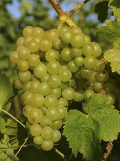 Vigne 'Madeleine Royale' Vigne 'Madeleine Royale'