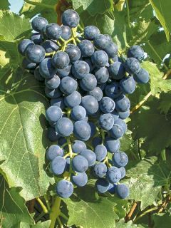 Vigne 'Muscat Bleu' Vigne 'Muscat Bleu'