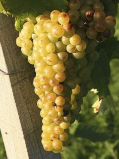 Vigne 'Muscat Petits Grains' Vigne 'Muscat Petits Grains'