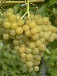 Vigne 'Palatina' Vigne 'Palatina'