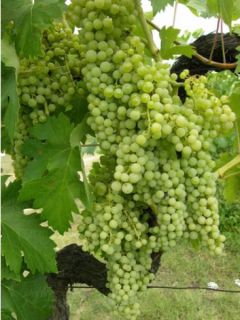 Vigne 'Perle de Csaba' Vigne 'Perle de Csaba'