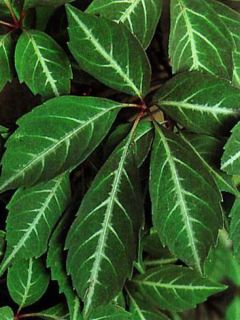 Vigne vierge de Henry