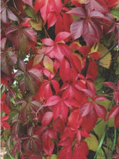 Vigne vierge vraie, Vigne vierge de Virginie 'Engelmannii' Vigne vierge vraie, Vigne vierge de Virginie 'Engelmannii'