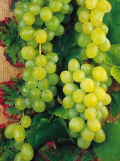 Vigne 'Vroege van der Laan' Vigne 'Vroege van der Laan'